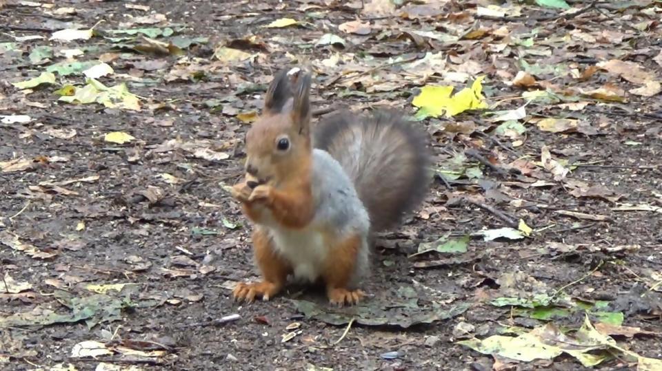 实拍森林里寻找食物的小松鼠视频素材