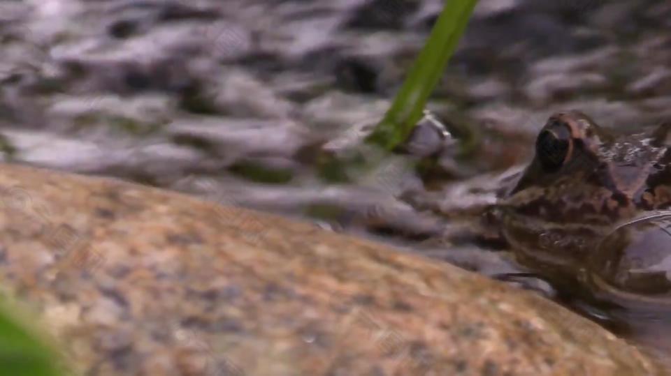 实拍小溪里的青蛙视频素材