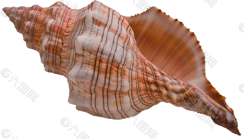 红色的大海螺免抠png透明素材