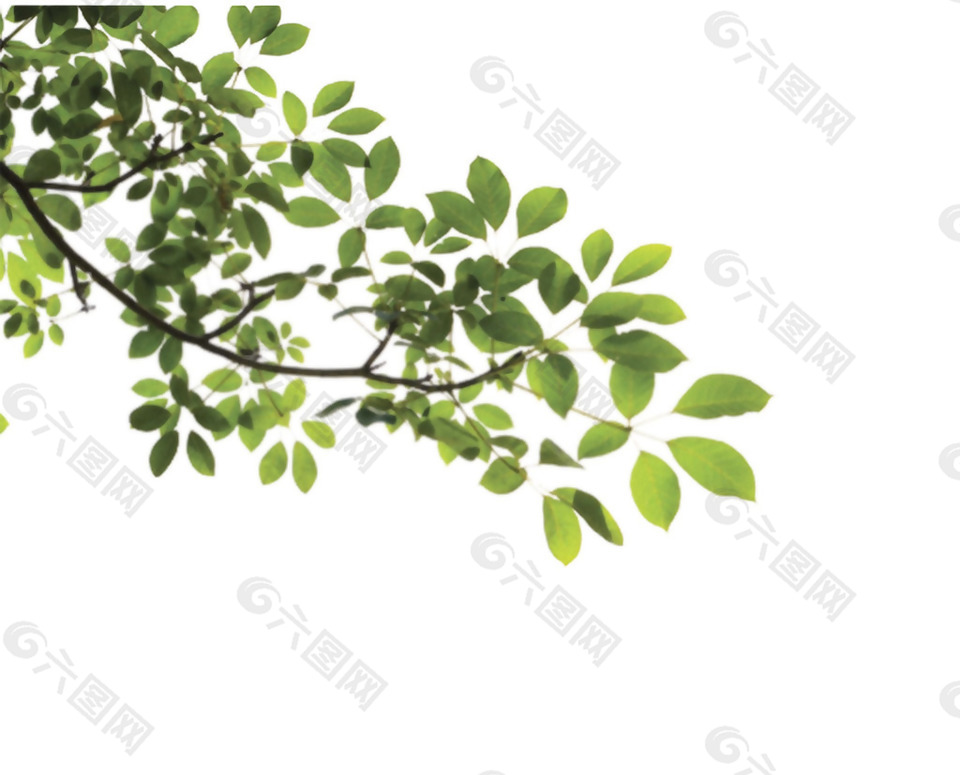 新鲜绿叶树枝免抠png透明素材