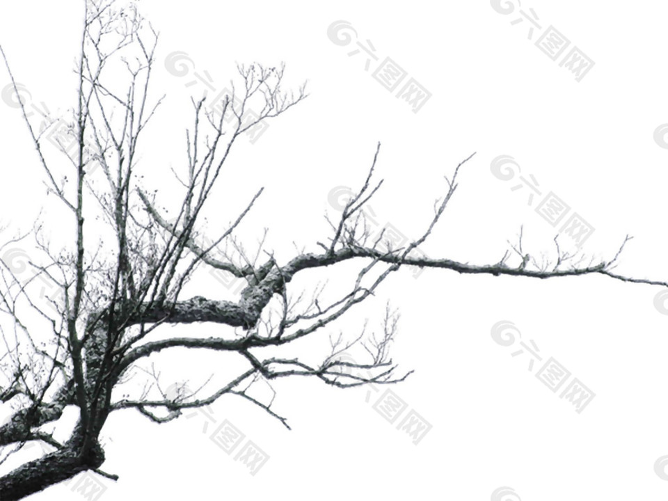 冬季树干树枝免抠png透明素材