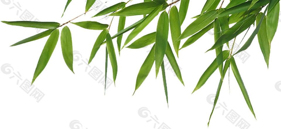 漂亮绿色竹子叶免抠png透明素材