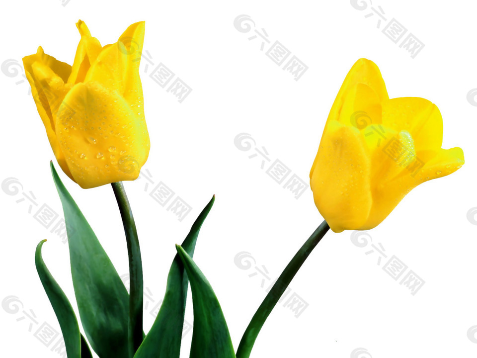 两朵黄色的花png元素素材