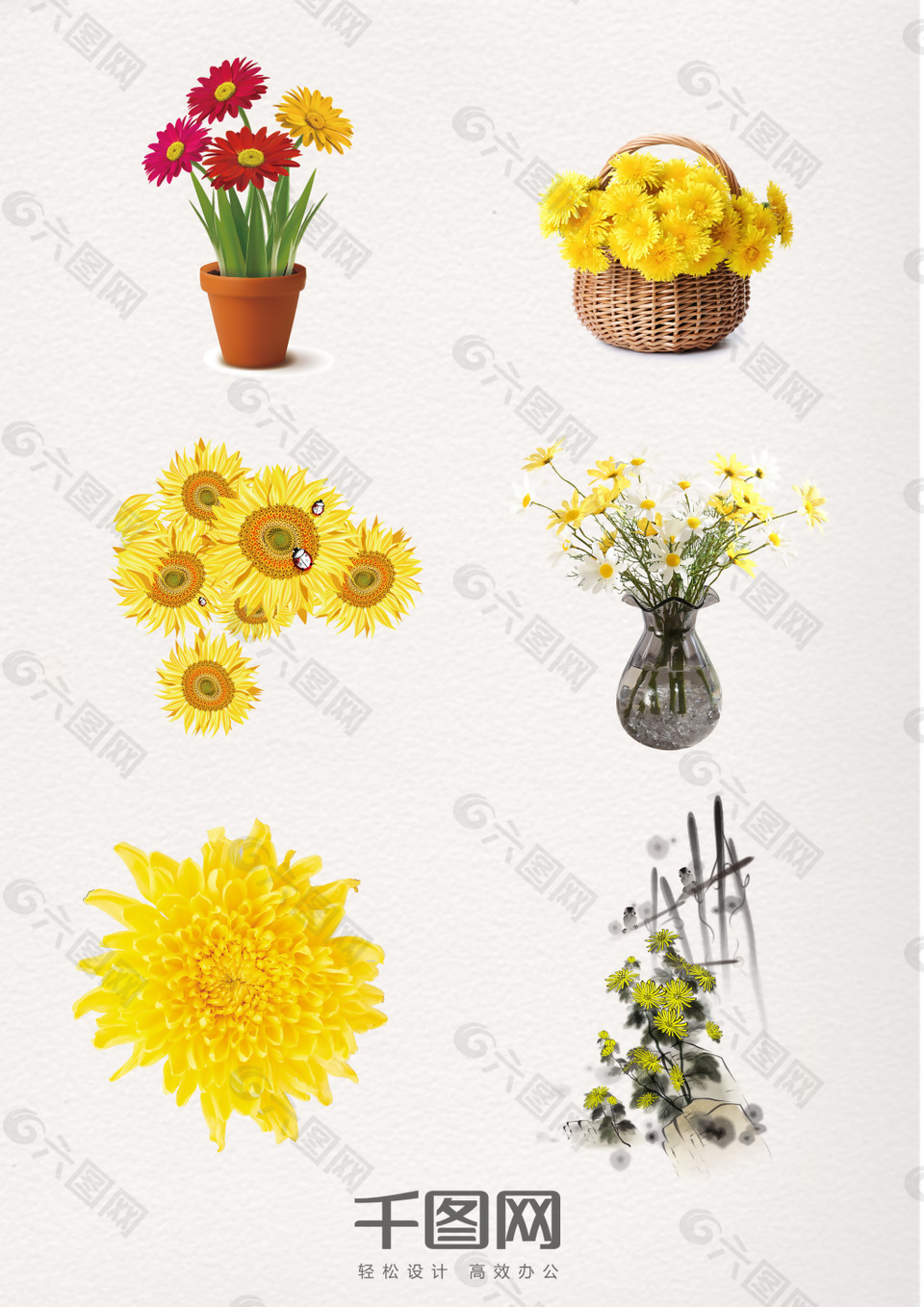 重阳节彩色菊花盆栽装饰图案
