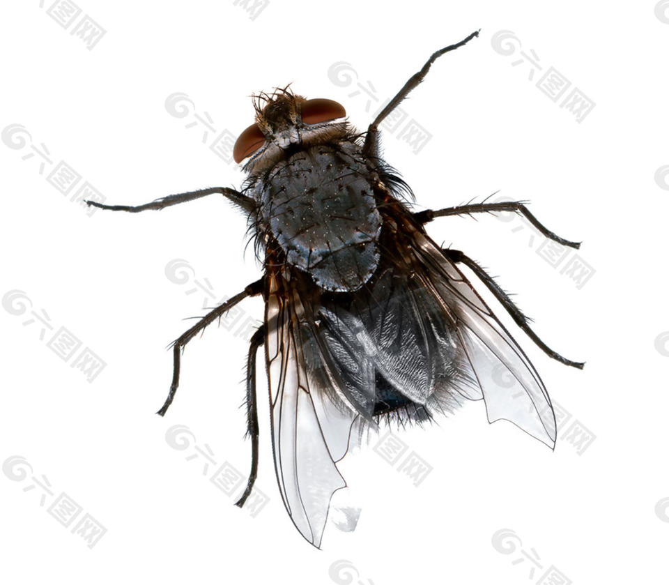 苍蝇写真图片免抠png透明素材