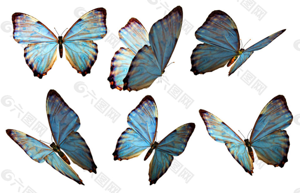 漂亮蓝色蝴蝶免抠png透明素材设计元素素材免费下载 图片编号 六图网