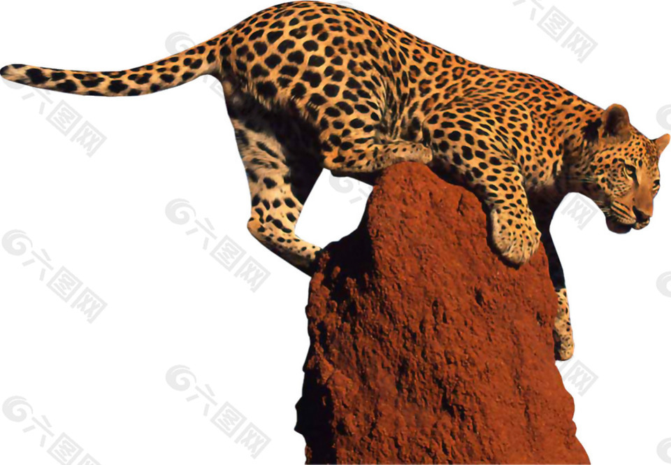 红色岩石上的豹子免抠png透明素材