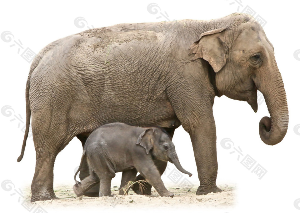 大象母子图片免抠png透明素材