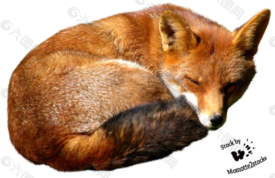 睡觉的狐狸免抠png透明素材