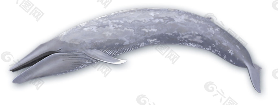 灰色跳跃的鲸鱼免抠png透明素材