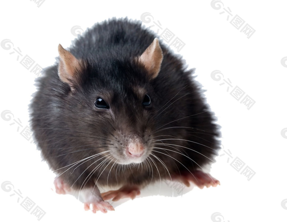 深灰色的老鼠免抠png透明素材