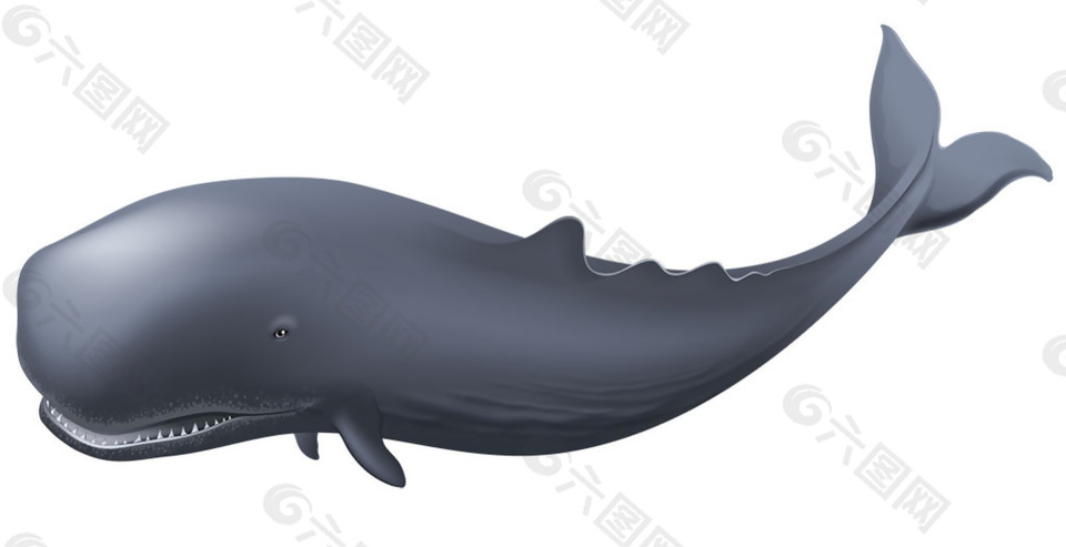 可爱圆头鲸鱼免抠png透明素材