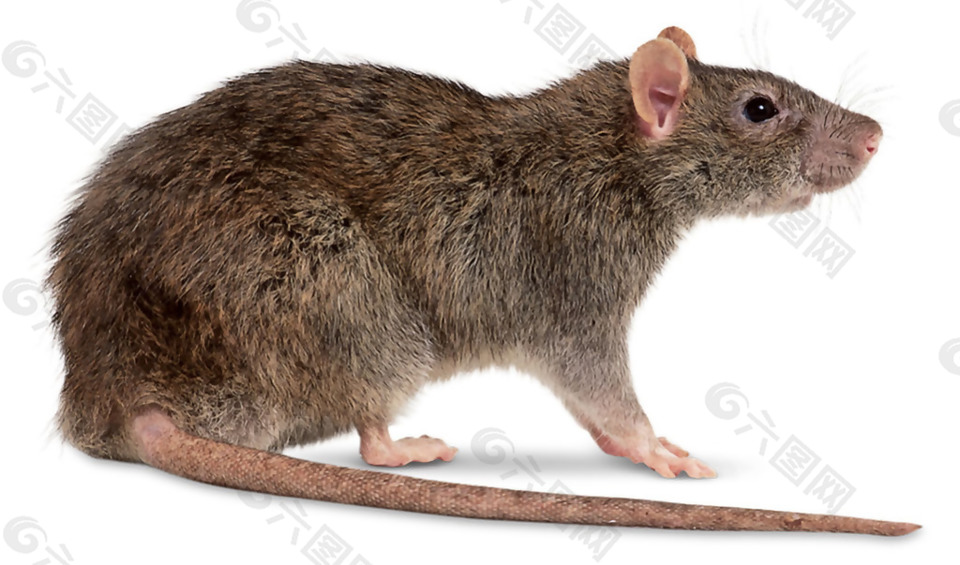 褐色老鼠侧面图免抠png透明素材
