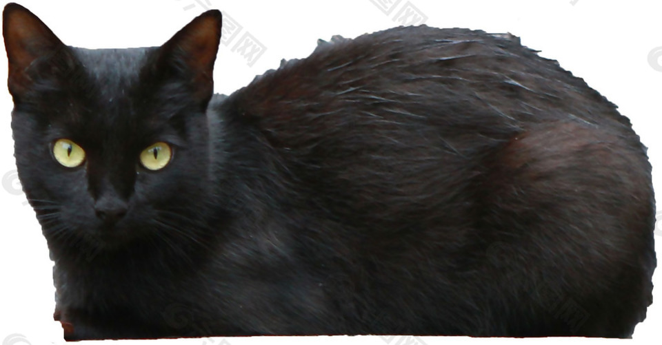 瞪着眼睛的黑猫免抠png透明素材