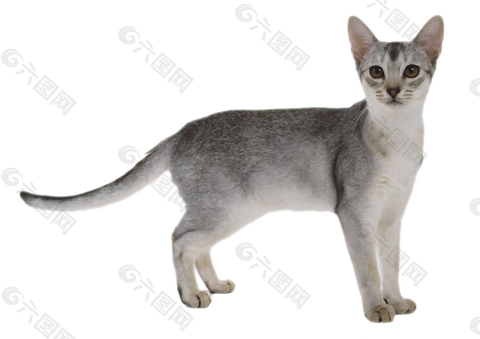 灰色毛发的猫免抠png透明素材