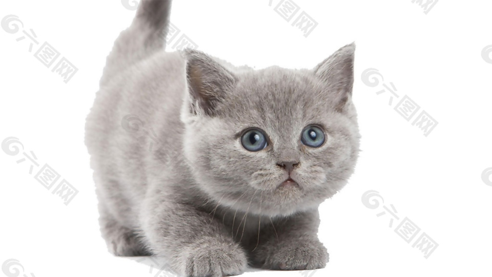 灰色可爱小猫免抠png透明素材