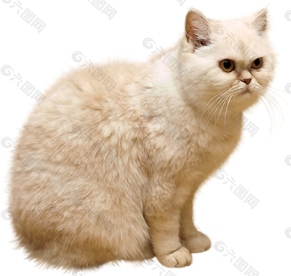 白色毛发的猫免抠png透明素材