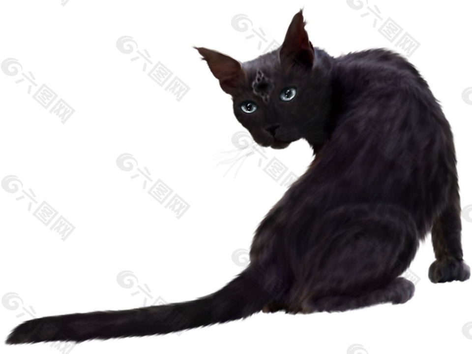 回头的黑猫图片免抠png透明素材