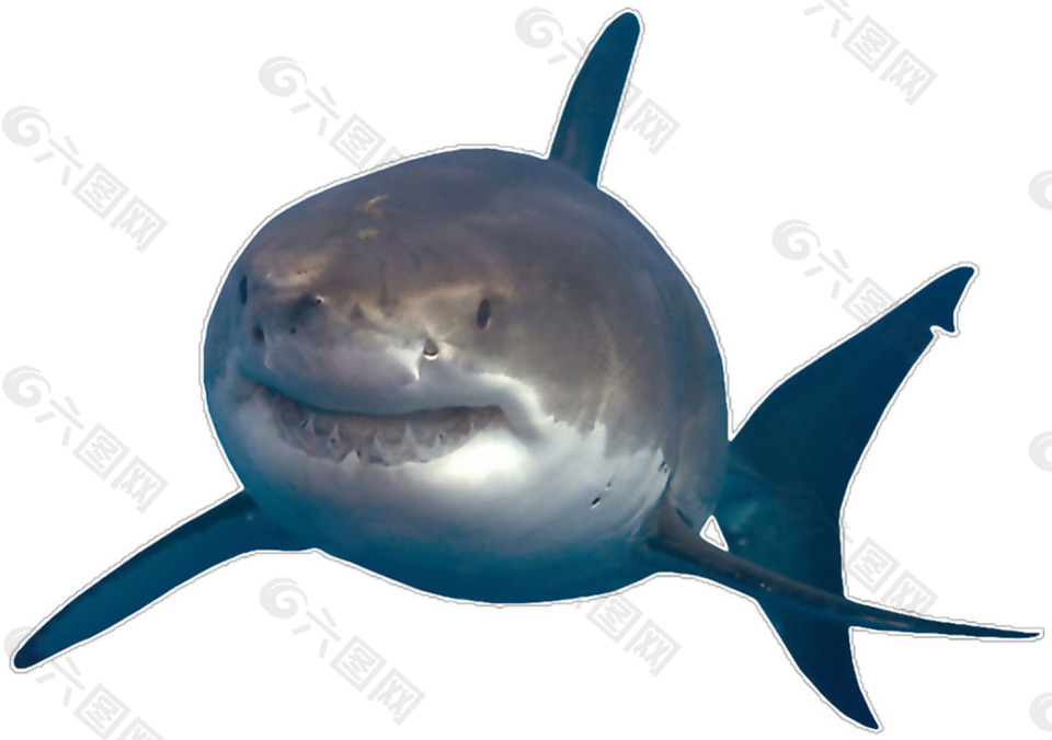 深蓝色鲨鱼正面图免抠png透明素材