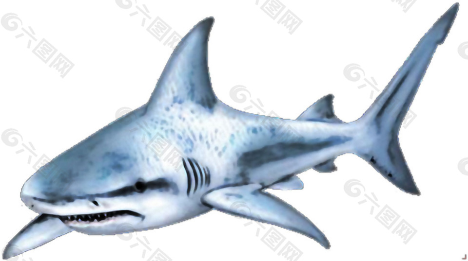 浅蓝色漂亮鲨鱼免抠png透明素材