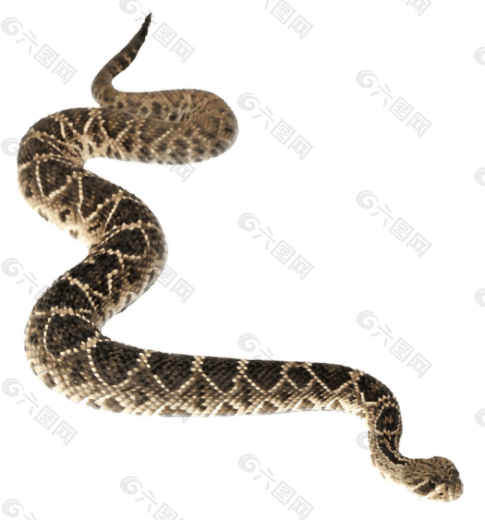 褐色漂亮斑纹的蛇免抠png透明素材设计元素素材免费下载 图片编号 六图网