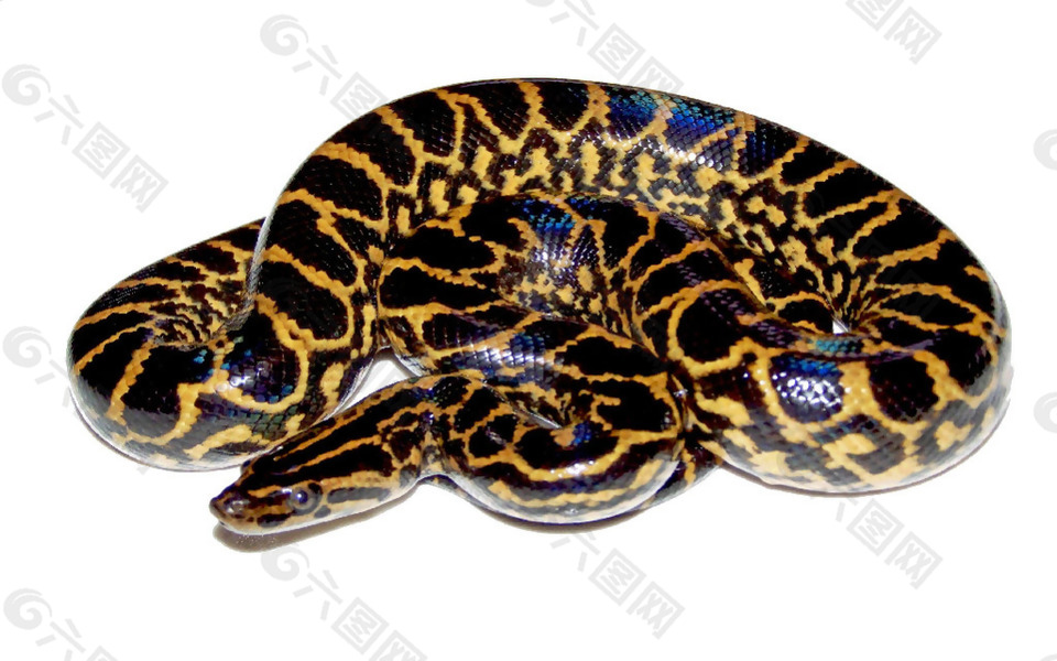 黄黑色条纹的蛇免抠png透明素材