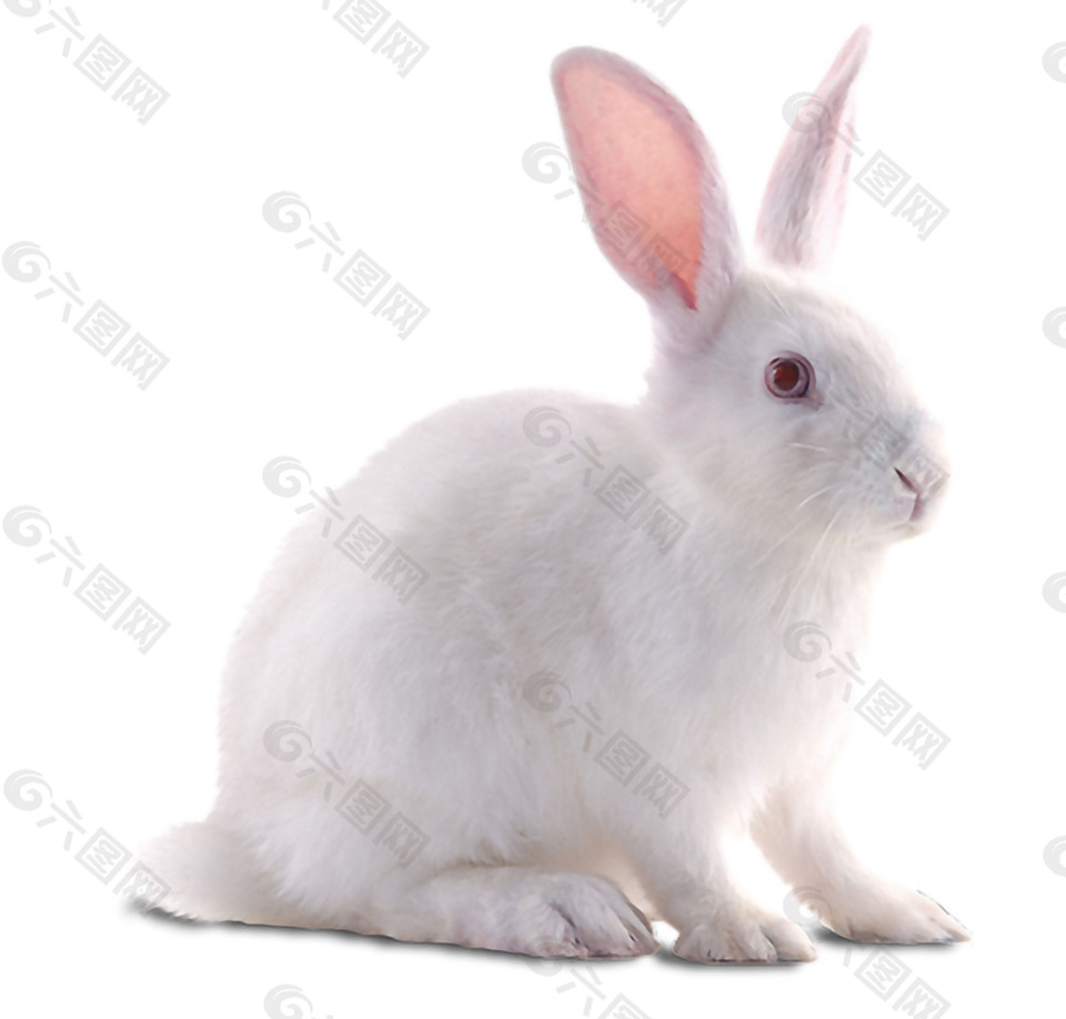 小白兔坐地上免抠png透明素材