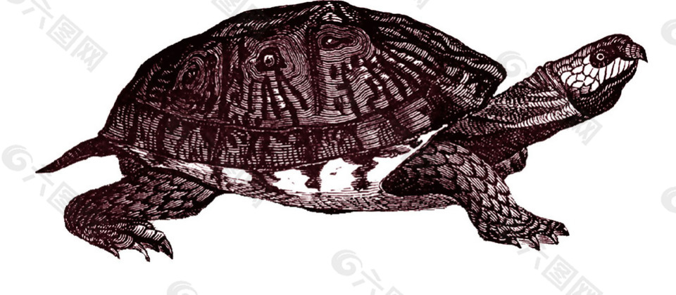 深褐色的乌龟免抠png透明素材