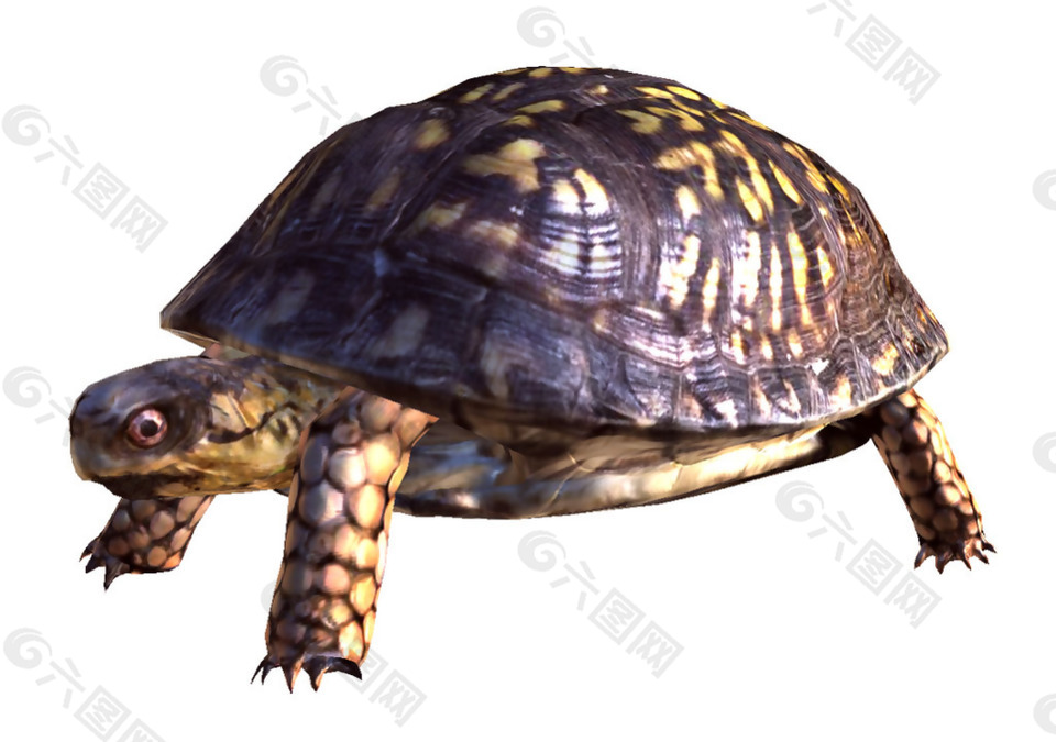 站立的大乌龟免抠png透明素材