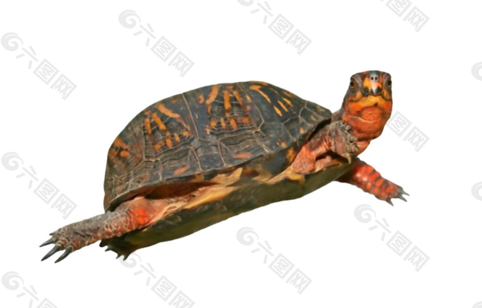 游泳姿态的乌龟免抠png透明素材