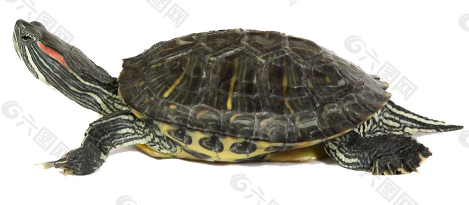 黑色大乌龟免抠png透明素材