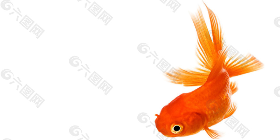 橙色的金鱼免抠png透明素材设计元素素材免费下载 图片编号 六图网