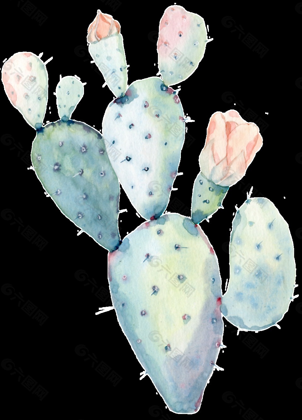 种植仙人掌透明装饰图案