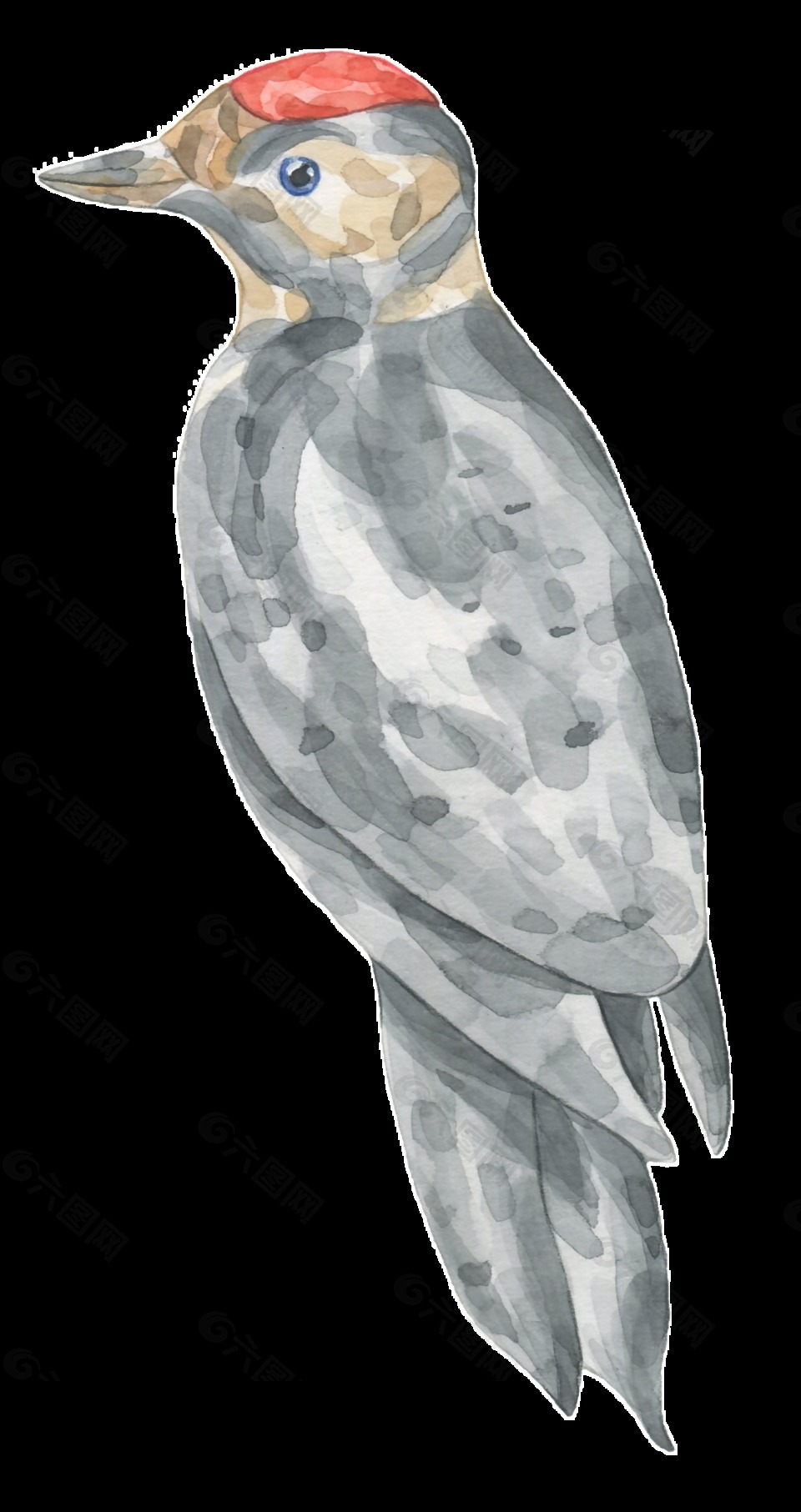 手绘灰色小鸟透明装饰图案