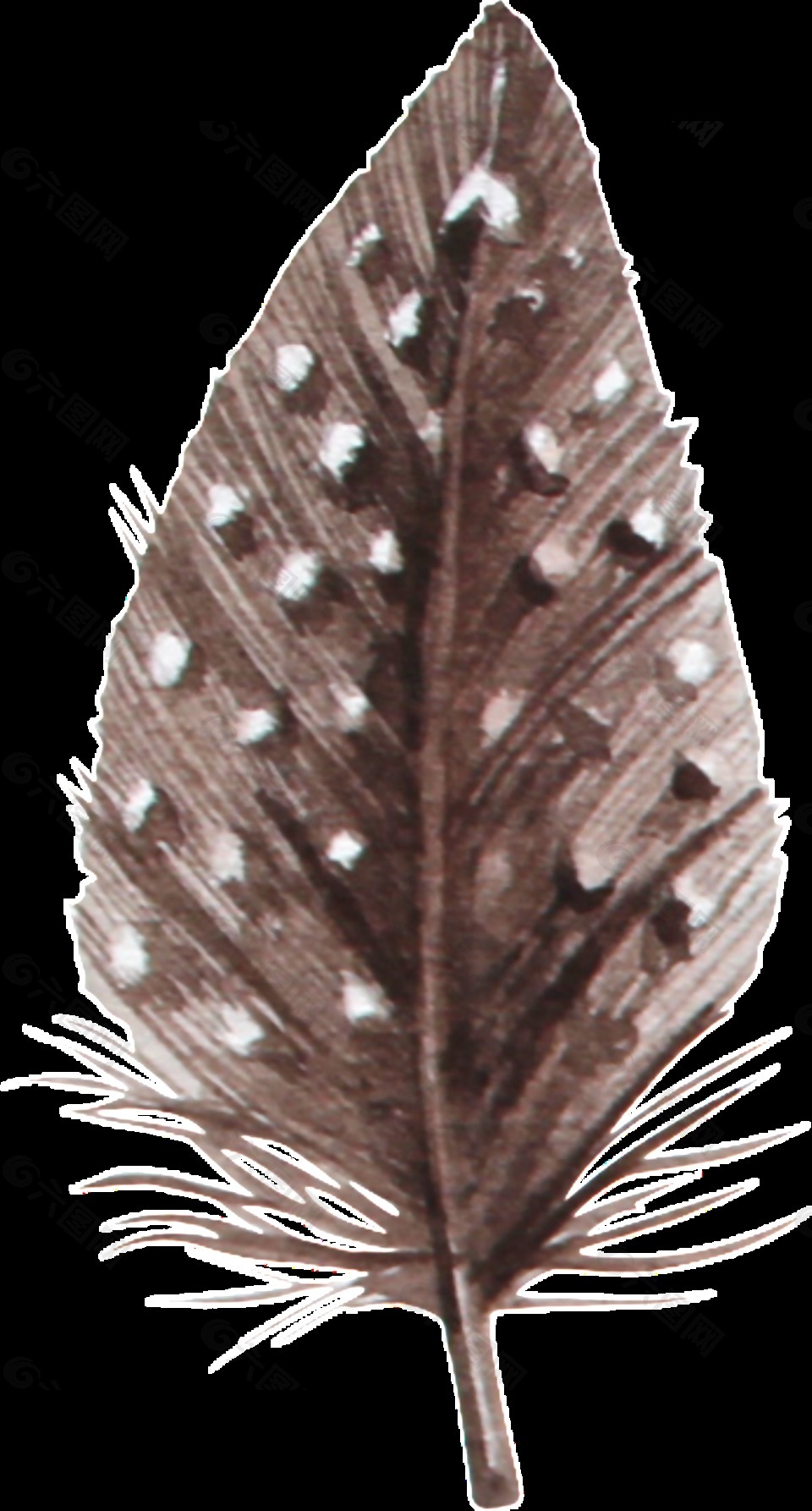 森系羽毛透明装饰图案