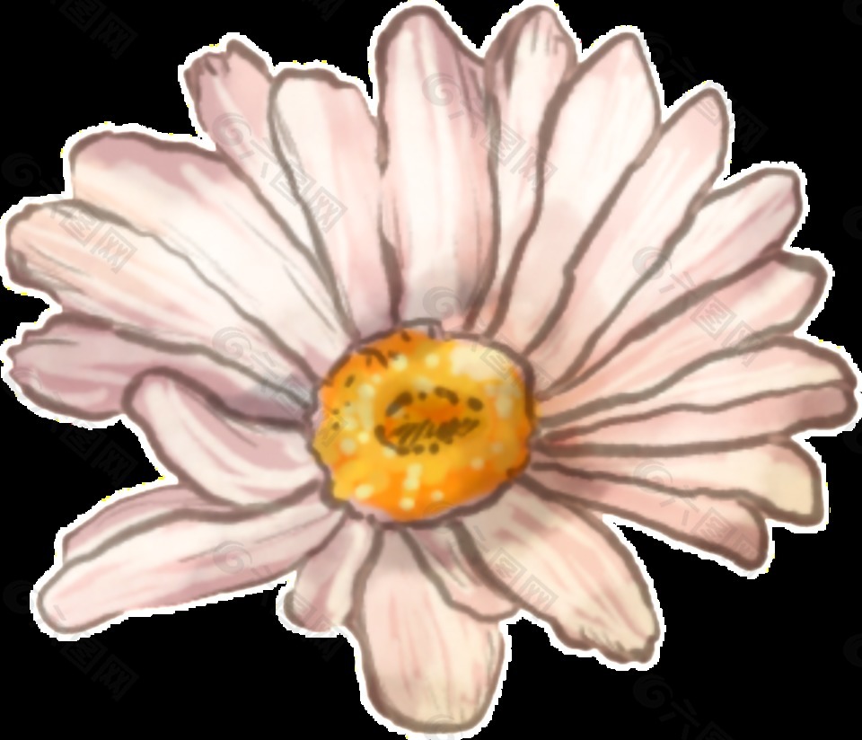 淡粉色菊花透明装饰图案