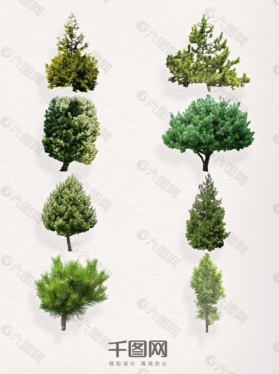 一组古典朴素的松树装饰图案