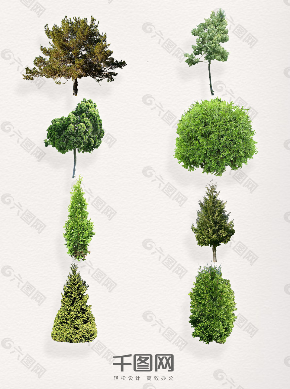 一组嫩绿的松树装饰图案