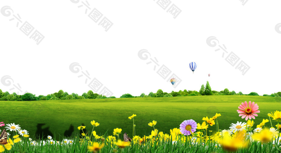 绿色草坪背景菊花装饰