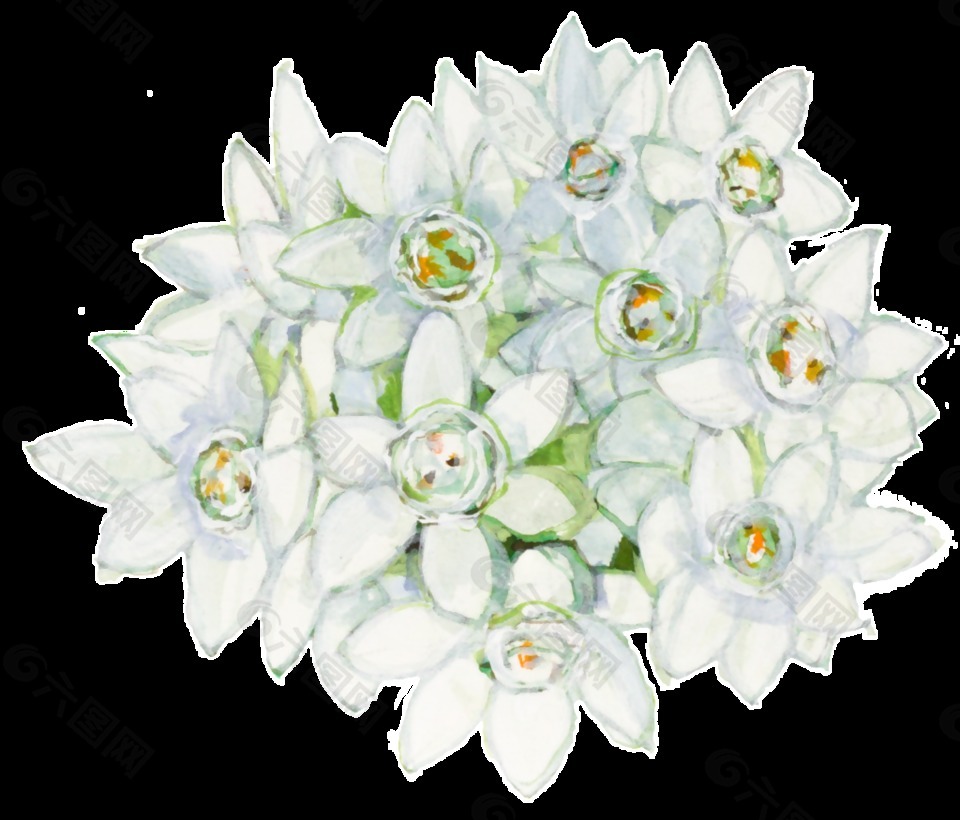 手绘白色花朵png透明素材