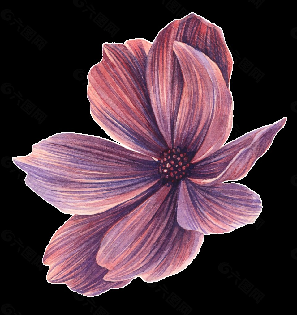 木槿花png透明素材设计元素素材免费下载(图片编号:9031560)-六图网