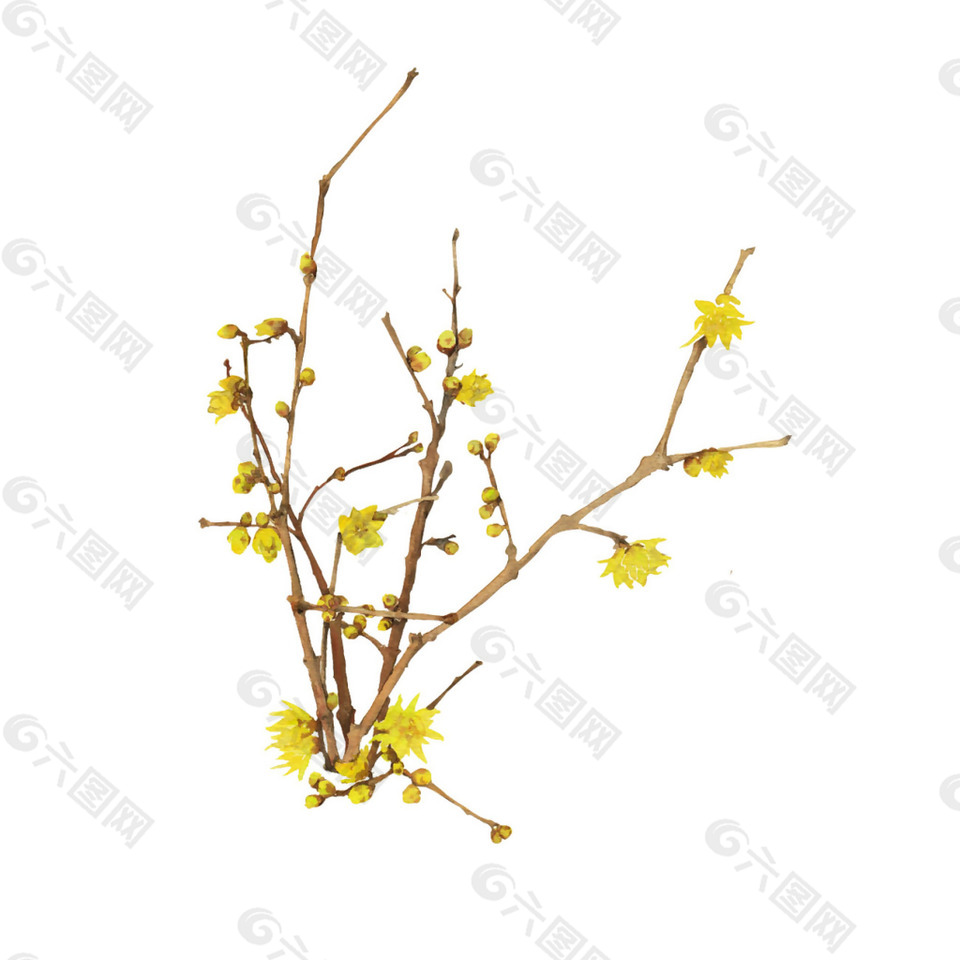 黄色迎春花png元素素材