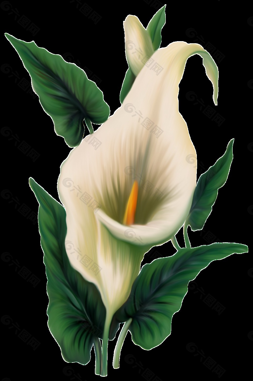 手绘实物白色花朵png透明素材