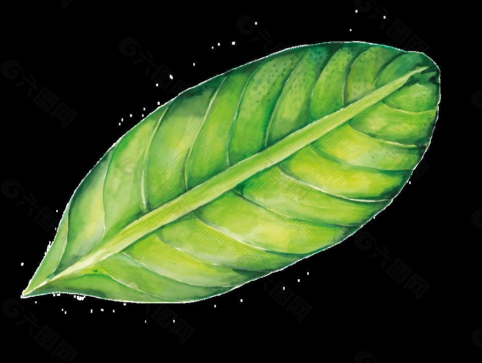 水彩手绘绿色树叶png透明素材