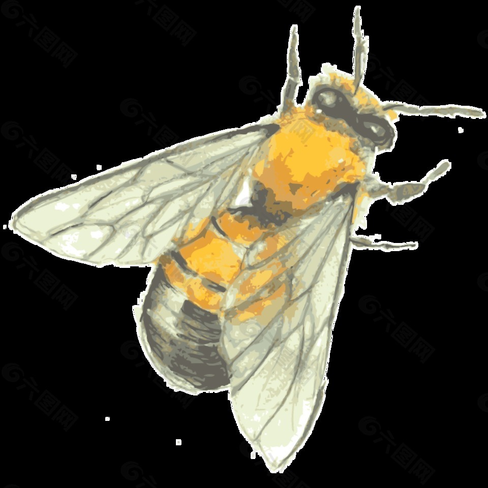 黄色蜜蜂透明素材