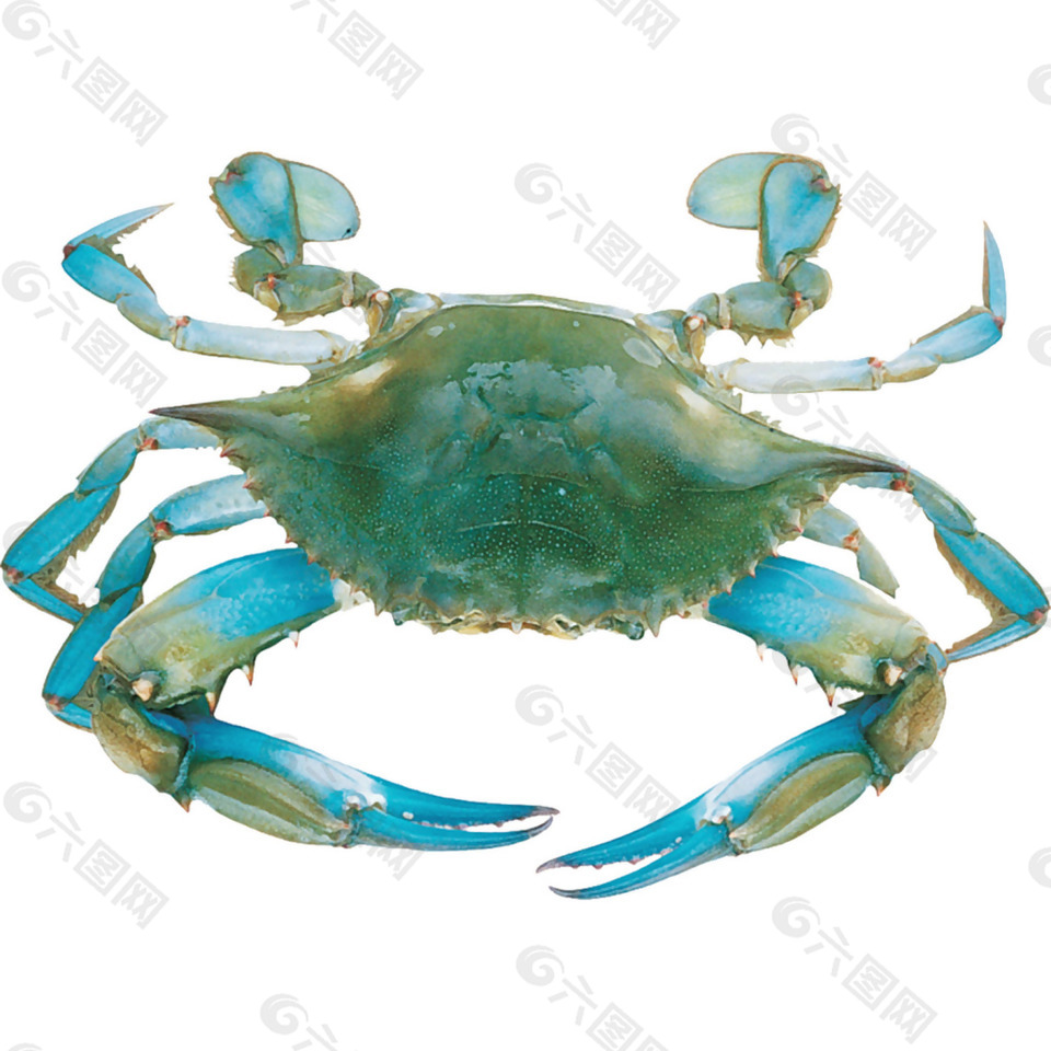 手绘蓝色螃蟹元素