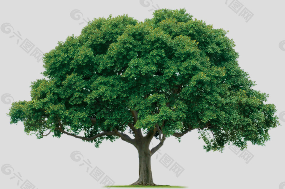 绿色大树免抠psd透明素材