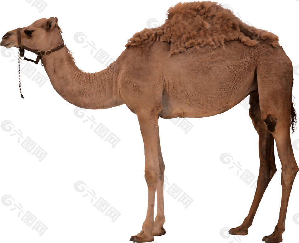 干旱沙漠的骆驼png元素素材