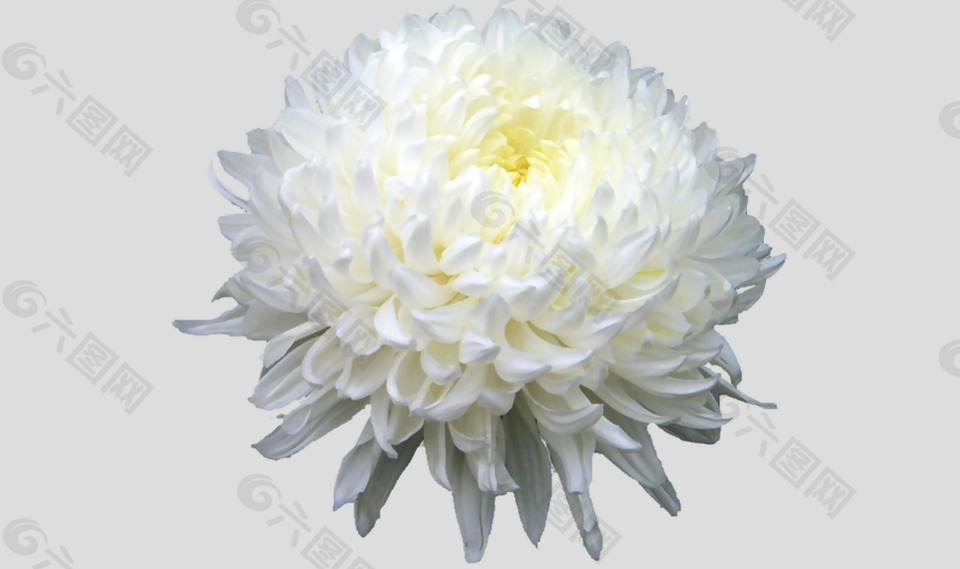 白颜色的菊花免抠psd透明素材