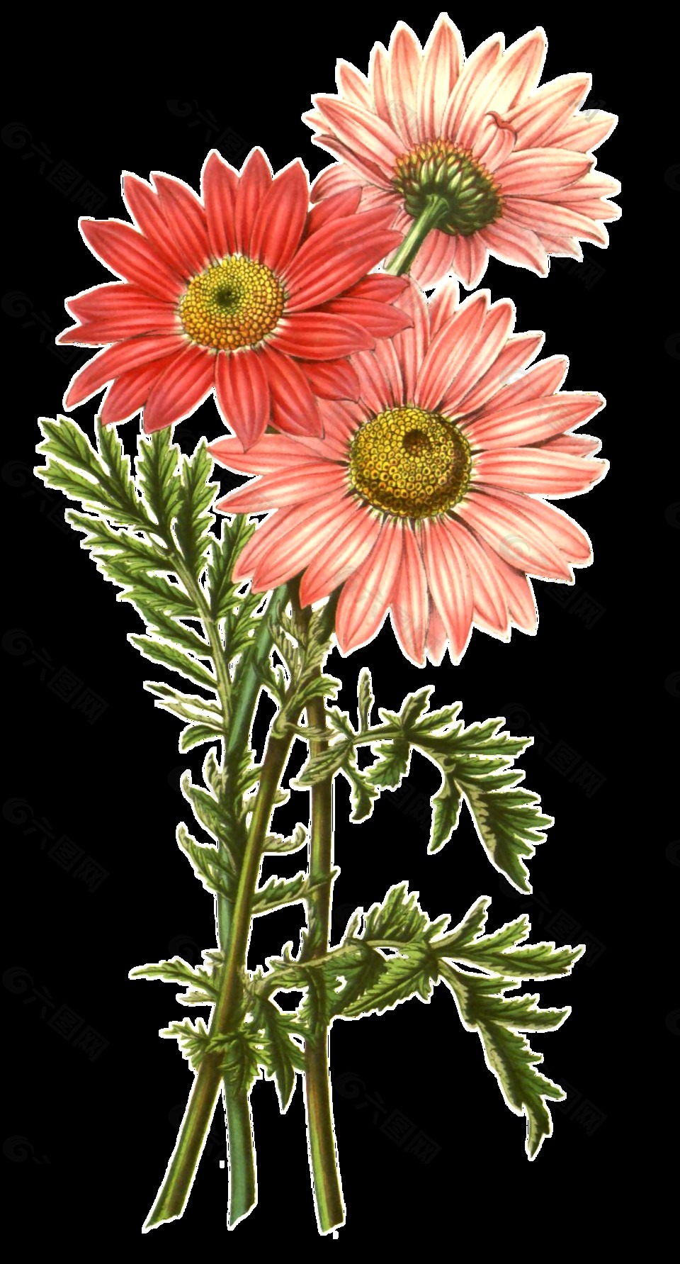 粉红花蕾卡通透明素材